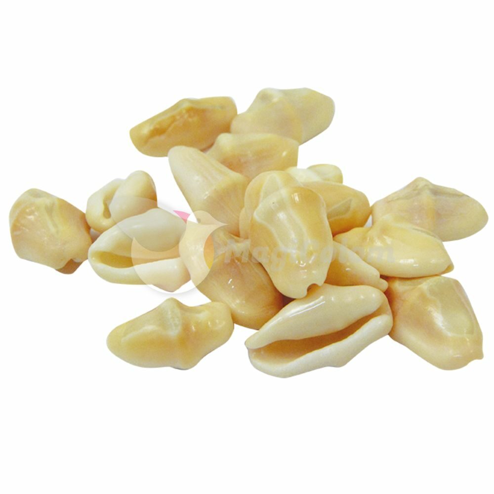 Caracoles Cubanos