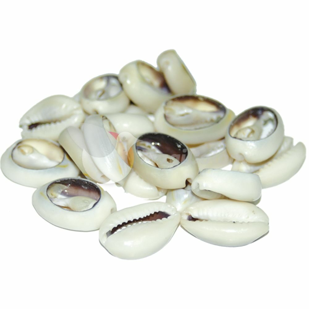 Caracol Diloggun