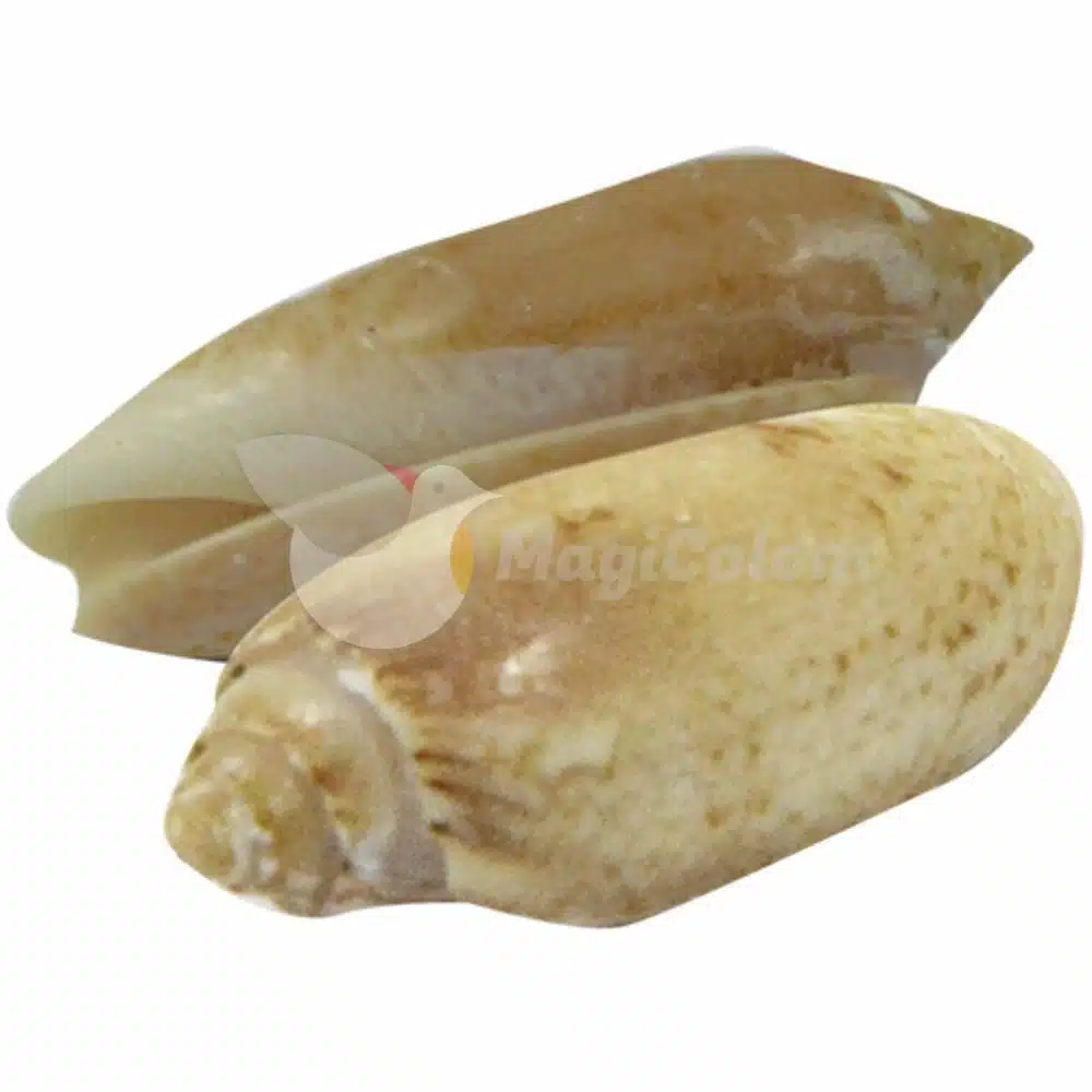 Caracol de Ibbo