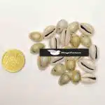 Caracoles de la Santería